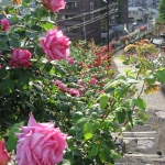 IMG_0471.jpg