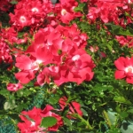 IMG_0478.jpg