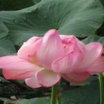 IMG_0670.jpg