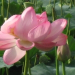 IMG_0671.jpg