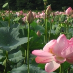 大山上池の大蓮