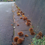 20111017-1613-iPhone_001.jpg