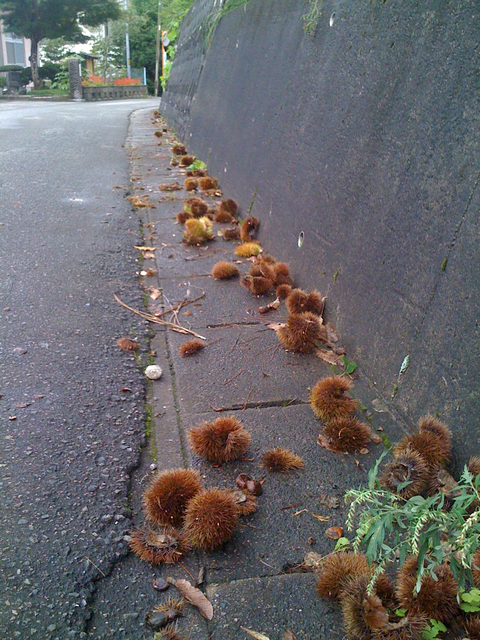 20111017-1613-iPhone_001.jpg
