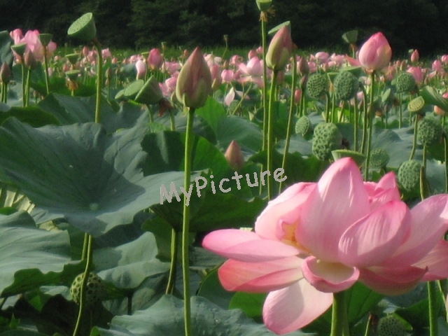 大山上池の大蓮