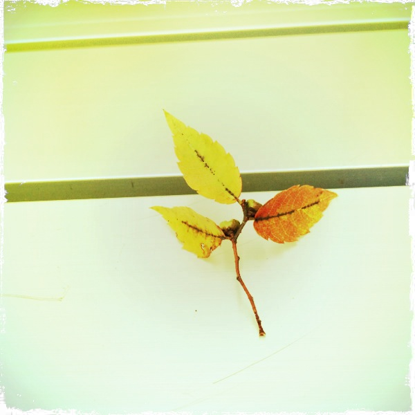20111022-1755-iPhone_001.jpg