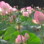 IMG_0680.jpg