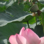 IMG_0682.jpg