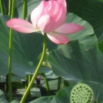 IMG_0685.jpg