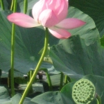IMG_0686.jpg