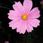 コスモス