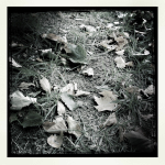 20111030-2000-iPhone_002.jpg