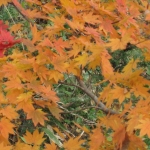IMG_0975.jpg
