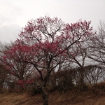 IMG_0006[1]