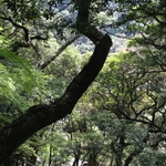 公開アルバム