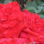 薔薇ガーデン