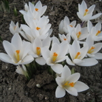 IMG_0366