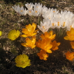 コミュネストップページ用