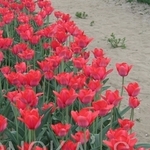 IMG_0056.jpg