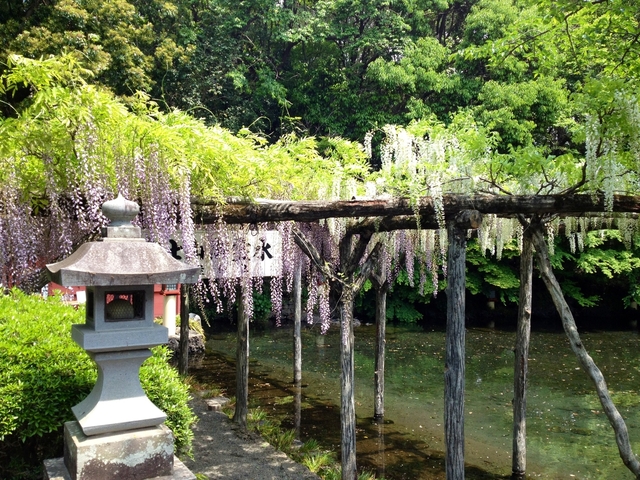 wakutamafuji.jpg