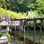 wakutamafuji.jpg