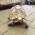 ヒョウモンガメ