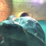 アルダブラゾウガメの赤ちゃん