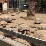 アルダブラとガラパゴスゾウガメ