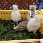 IMG_0541.JPG