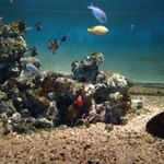 箱根園水族館