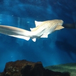 IMG_0586.JPG