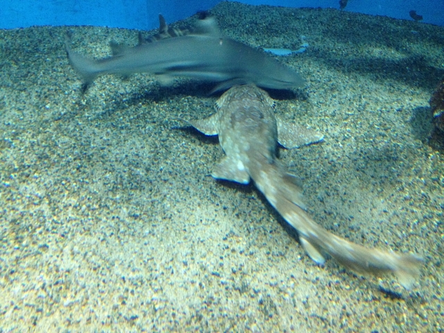IMG_0590.JPG