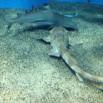 IMG_0590.JPG