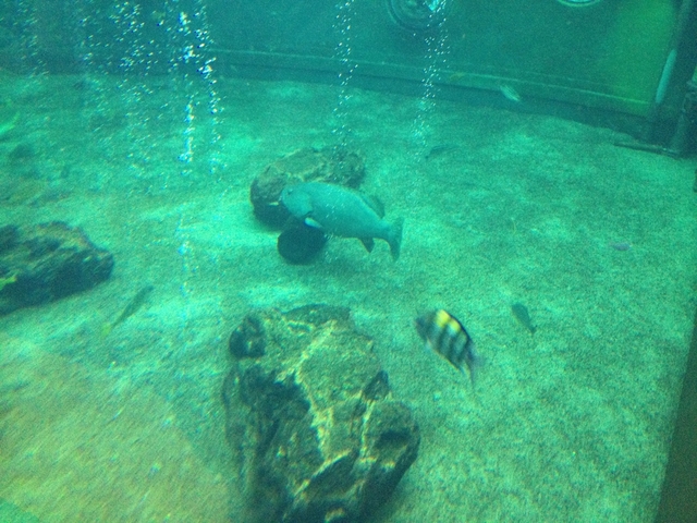 IMG_0601.JPG