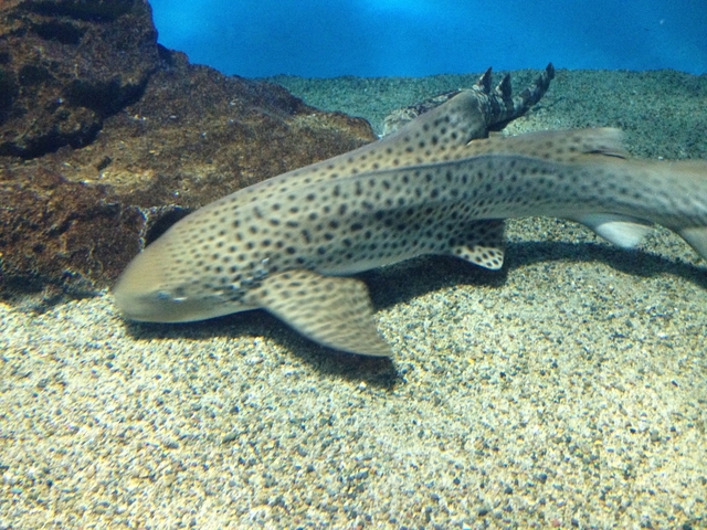 IMG_0604.JPG
