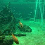 IMG_0677.JPG