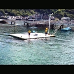 dolphin