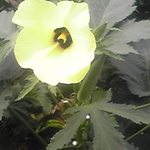 野菜