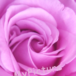 紫のバラ