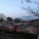 岩本山梅祭り2013