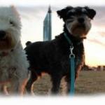 次回表示候補