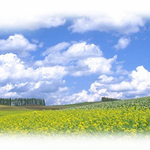 菜の花畑
