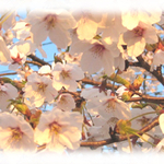 鶴岡京田役場公園