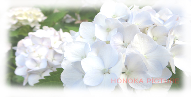 紫陽花