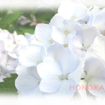 紫陽花