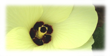 オクラの花