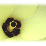 オクラの花