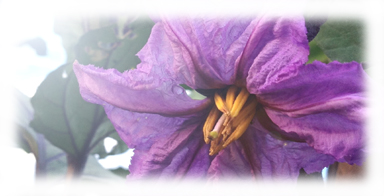 茄子の花