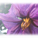 茄子の花