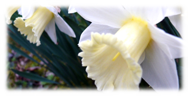 Narcissus