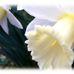 Narcissus